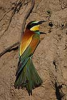 Arıkuşu / Bee-eater / Merops apiaster